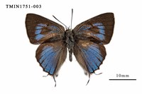 藏品(鈿灰蝶)的圖片